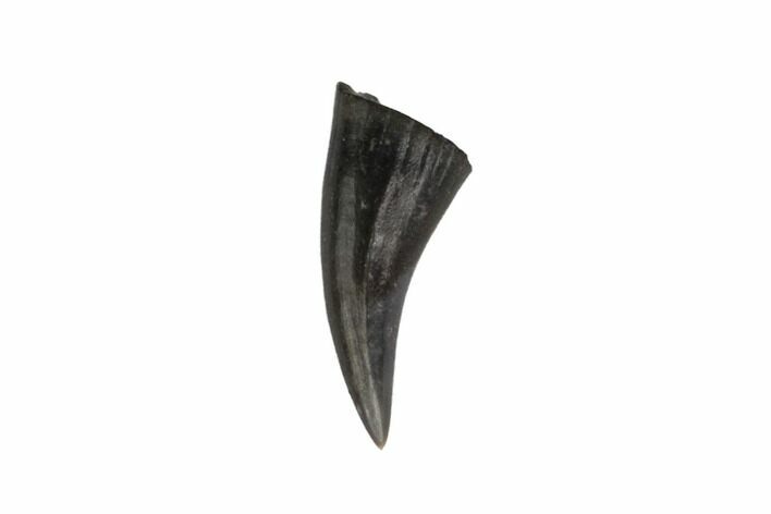 Permian Reptile Tooth - Oklahoma #137635